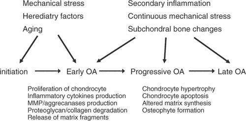 Figure 4. A schematic drawing of the events involved in the initiation and progression of osteoarthritis. Potential causative factors are listed above and the cellular and morphological changes are listed below Citation[12]. Articular cartilage is an important component of the joint, and it is always exposed to pressure produced by weight bearing and muscle contraction. If the mechanical stress increased to a level excessively higher than the physiological levels, the cartilage matrix will be impaired and osteoarthritis could occur. In addition to mechanical stress, its onset and progression could be induced by inflammatory cytokines produced by chondrocytes in cartilage or the synovial tissue in the joint. Inflammatory cytokines contribute to the dysregulation of the chondrocyte function. The association of increased production of metalloproteinases induced by inflammatory cytokines with cartilage damage has been established. The apoptosis of chondrocytes caused by various types of stress has attracted the attention of researchers as an important etiologic factor in OA progression.