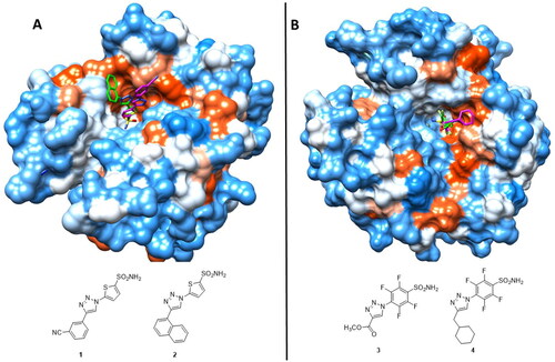 Figure 2. (A) Superimposition of sulphonamides 1 (magenta, PDB: 4BF6) and 2 (green, PDB: 4BF1) in complex with hCA II, (B) Superimposition of compounds 3 (green, PDB: 4DZ7) and 4 (magenta, PDB: 4DZ9) in complex with hCA II. Hydrophobic (red) and hydrophilic (blue) surfaces of the enzyme/active site cavity are highlighted.