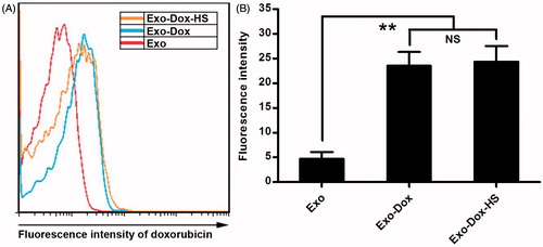 Figure 3. Quantification of doxorubicin in exosomes. The contents of doxorubicin in the same amount of Exo, Exo-Dox, and Exo-Dox-HS exosomes were determined by flow cytometry and quantified for the fluorescent intensity. (A) Representative histograms. (B) The fluorescence intensity of doxorubicin in the different groups of exosomes. Data are representative histograms and expressed as the mean ± SD of the fluorescent intensity of each group of exosome samples from three separate experiments. **p <  0.01; NS, not significant.
