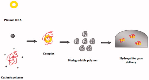 Figure 7. Gene delivery of hydrogels incorporating biodegradable polymer.