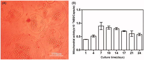 Figure 5. (A) Micrograph of BMP-2 gene-mediated BMSCs enclosed in CMC-Ph microcapsules after 12 d cultured. Cell proliferation was observed in microcapsules. (B) Variability in the mitochondrial activity of enclosed cells per microcapsule. Error bars denote the standard deviation of three independent experiments.