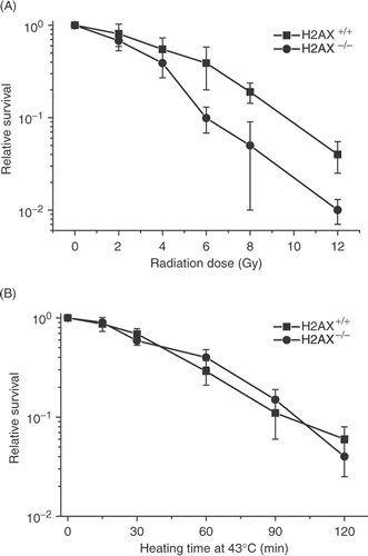 Figure 13. Comparison of the radiation and heat response of H2AX+/+ and H2AX−/− MEFs. (A) H2AX+/+ (▪) and H2AX−/− MEFs (•) were irradiated with various doses of X-rays and clonogenic survival was determined. (B) H2AX+/+ (▪) and H2AX−/−(•) MEFs were heated at 43°C for various lengths of time and clonogenic survival was determined.