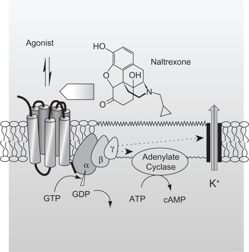 Figure 1 Mechanism of action of naltrexone. The reversible interaction of an opioid agonist with opioid receptors, which are part of the seven-transmembrane, G-protein-coupled receptor family, elicits opioid-induced effects, including those desired by abusers. Opioid receptor antagonists such as naltrexone also reversibly bind to opioid receptors, but they lack intrinsic activity and thus do not elicit an opioid-like effect. However, their binding limits the number of unoccupied receptors and, consequently, the magnitude of agonist-induced opioid effects. Naltrexone, 17-(cyclopropylmethyl)-4,5α-epoxy-3,14-dihydroxymorphinan-6-one, is a substituted oxymorphone (the tertiary amine methyl group is replaced with methylcyclopropane) and the N-cyclopropylmethyl derivative of oxymorphone. Naltrexone’s major metabolite, 6-β-naltrexone, is also a competitive antagonist at opioid receptors.