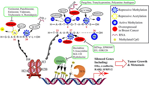 Figure 1. Proposed model of epigenetic regulation of gene expression in breast cancer. DNA methylation is generally associated with transcription repression, while histone modifications can be either active or repressive. DNA is methylated by DNMTs and demethylated by a multistep process by the TETs. There are multiple post-translational modifications that occur on histone tails. A multitude of enzymes function to methylate (HMT: Set8, Set9, SUV39H1, EZH2), demethylate (KDM: JARID1B, LSD1/2, JMJD2C, JMJD3), acetylate (HAT), or deacetylate (HDAC) histones. DNA hypermethylation at a gene promoter in association with abnormal histone modifications in breast cancer cells may lead to the anomalous loss of genes that are important in curbing tumor growth. Established or investigational agents that can block many of the enzymes are shown in green boxes.