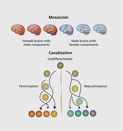 Figure 2. Mosaicism and canalization. (A) Sexual differentiation of the brain occurs independently in multiple regions. Although the same hormones (ie, testosterone and estradiol) induce sex differences, the cellular signaling pathways are unique for each region that responds. As a result, there are multiple nodes for modulation by genetic, environmental, and experiential factors, which prevent the development of a uniformly "male" versus "female" brain. Instead, the brain of any one individual is likely to be a mosaic of relative maleness, femaleness, and sameness, with the brain of no two individuals being exactly alike. This variability within the brain is countered by somatic sex, which is generally binary. (B) Canalization is a process both for constraining cell fate once differentiation begins and for maintaining species phe-notypic robustness in the face of continuous challenge and insult. This same principle can be applied to sexual differentiation of neuroanatomical end points, many of which vary along a continuum, but there is a clear separation on that continuum such that males cluster at one end and females at the other. This suggests there are biological forces that maintain a clear distinction between the sexes, for instance, by the generation of thresholds as in the case of microRNAs. But there are also forces that act to keep the sexes within range of each other as this is essential for ultimate reproductive success. Behavior is only loosely tied to neuroanatomy, and so effects of canalization are much less in evidence.