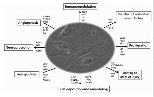 Figure 1. Mesenchymal stem cell therapy: role and function Depending on the microenvironment, MSCs are able to secrete several factors which may exert different functions via the release of different types of molecules involved in angiogenesis, immunomodelation, homing, ECM deposition and remodelling, proliferation, anti-apoptosis, and neuroprotection. Citation26-28
