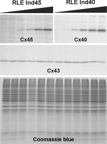 Figure 2 Dose-dependent expression of transfected connexins upon induction with ponasterone A. The upper immunoblots show the induction of Cx45 or Cx40 in the RLE Ind45 and RLE Ind40 cell lines, respectively. The black gradient slopes indicate increasing ponasterone A concentrations (0, 0.1, 0.25, 0.5, 1, and 2 μ M). Expression of both Cx45 and Cx40 is tightly regulated by the inducer. Endogenous Cx43 expression (detected with the anti-Cx43 Sigma antibody) is shown in the middle panel and equal protein loading is demonstrated by Coomassie blue staining (lower panel).