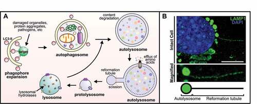 Figure 1. Overview of the autophagic lysosome reformation pathway. (A) Autophagy commences with phagophore and autophagosome formation, which encapsulate cellular debris including damaged organelles and protein aggregates. Autophagosomes fuse with lysosomes forming autolysosomes where contents are degraded by lysosomal hydrolases. When starvation-induced autophagy is prolonged, the efflux of amino acids from autolysosomes initiates autophagic lysosome reformation (ALR). During ALR, the autolysosome membrane undergoes budding and extrusion to generate membranous tubules called “reformation tubules”. The scission of reformation tubules generates membrane fragments called proto-lysosomes, which mature into functional lysosomes. (B) Confocal laser scanning microscopy image of a reformation tubule formed at autolysosomes during ALR in an intact cell. As we described previously [Citation6], myoblasts were exposed to prolonged starvation-induced autophagy by culturing for 8 h in Earle’s balanced salt solution (EBSS). Cells were fixed and co-stained for LAMP1 to identify autolysosomes/lysosomes and DAPI to define nuclei. Each individual punctum present around the nucleus represents autolysosomes, and a single reformation tubule extends from an autolysosome, which is also shown at high magnification. Scale bar: 10 μm.
