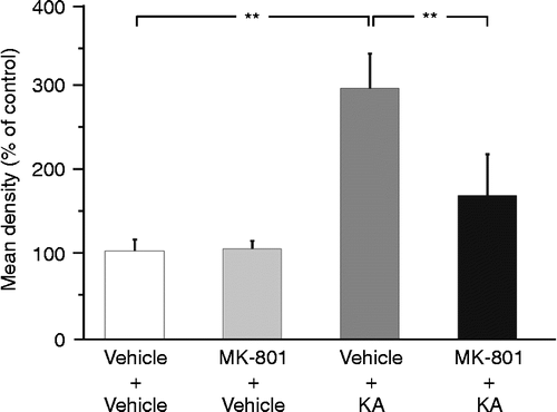 Figure 5.  Effect of s.c. administration of vehicle or KA (12 mg/kg) with pretreatment of vehicle or MK-801 (1 mg/kg) on eGFP fluorescence in the LC. **p < 0.01 compared with KA-administered rats pretreated with vehicle. Values represent means ± SEM. Number of rat: vehicle+vehicle (n = 3), MK-801+vehicle (n = 3), vehicle+KA (n = 7), and MK-801+KA (n = 5). Statistical significance was determined by one-way ANOVA, following by Bonferroni correction for multiple comparisons (F = 22.957, p < 0.0001).