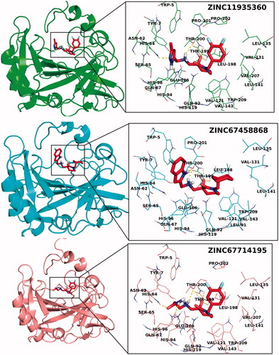 Figure 6. 3D docking poses of selected compounds at the active site of CA-IX.