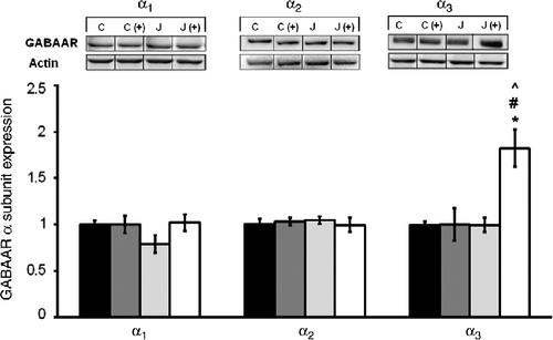 Figure 2.  The short-term effects of juvenile variable stressor regimen (JUV-S) on GABAA receptor α subunit expression in the hippocampus. Data were analyzed through a 2 (juvenile stressor vs. no stress) × 2 (age: juvenile vs. adult) between-groups ANOVA followed by HSD Tukey's post-hoc tests. Data are expressed as means ± SEM (n = 8–11/group). Neither the juvenile stressor nor the plus maze experience influenced hippocampal α1 or α2 subunits, whereas α3 subunit expression was elevated in rats that had been stressed as juveniles and then tested in the plus maze relative to control and rats that received either of these treatments alone; *, represents significantly different from controls, p < 0.05; (C) #, represents significantly different from elevated plus maze challenge group C (+), p < 0.05; ^, represents significantly different from juvenile stress group (J), p < 0.05.