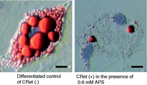Figure 6. Inhibition of intracellular lipid accumulation by APS in combined application of hyperthermia at 41°C for 1 min using a CRet system [CRet (+)] in OP9 cells with comparing to differentiated control of sham-manipulated [CRet (−)] as observed using a Hoffman modulation contrast microscope. OP9 cells were treated as described in Figure 3. Scale bars = 10 µm, magnification: ×200.