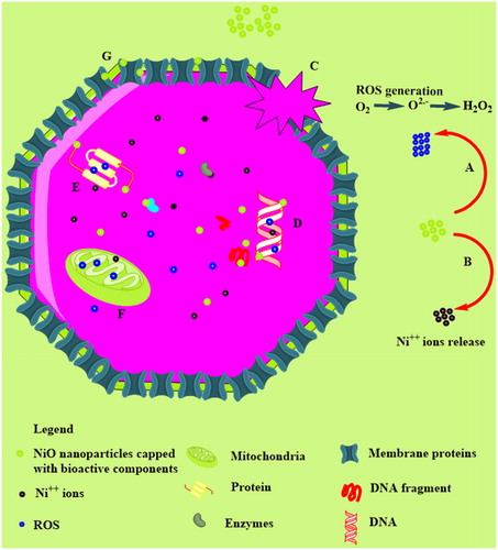 Figure 10. Schematic representation of the cytotoxic properties of bioinspired NiO as reported in literature; (A): ROS generation; (B): Ni++ release from NiO; (C): membrane damage by interference of membrane proteins with ROS or with their interference with surface defected NiO; (D): interference of NiO nanoparticles/ROS/Ni++ with nuclear material; (E): their interference with proteins; (F): entrance to mitochondrial to generate further ROS; (G): adherence to the membranes and pores.
