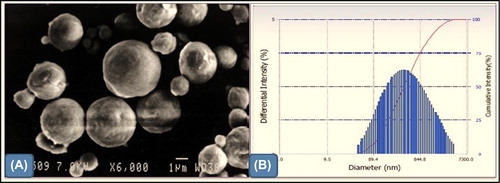 Figure 1. SEM images (A) and particle size distribution (B) of optimized CNPs.