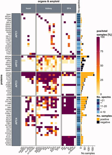 Figure 4. Protein distribution among heart and kidney tissues and SFA samples. Proteins are categorized according to their occurrence in one, two or three of the respective tissue types. Protein names refer to the UniProt entry name, and only human proteins are listed. Each heatmap cell is colored based on the ratio comparing the number of positive samples to the total number of samples tested per protein (left) for the corresponding amyloid type (bottom) and organ (top) type. White cells correspond to missing values. Proteins are arranged according to the protein with the highest ratio for all amyloid types and organs analyzed. A simple right annotation shows the median spectral number for each category per protein. The bar graph refers to the absolute number of positive and negative samples analyzed per protein. *median value for the number of spectra categories between the 11–20 and 4–10 groups (see colour version of this figure at https://www.tandfonline.com/ibmg).