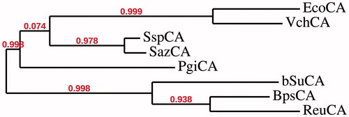 Figure 2. Phylogenetic trees of the amino acid sequences of γ-CAs from different Gram-negative bacteria. The tree was constructed using the program PhyML 3.0. Legend: EcoCA, Escherichia coli; VchCA, Vibrio cholerae; SspCA, Sulfurihydrogenibium yellowstonense; SazCA, Sulfurihydrogenibium azorense; PgiCA, Porphyromonas gingivalis; bSuCA, Brucella suis; BpsCA, Burkholderia pseudomallei; ReuCA, Ralstonia eutropha.