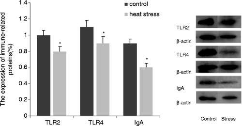 Figure 4. Expressions of TLR2, TLR4, and sIgA related to mucosal immunity were determined by western blotting. Heat stress significantly decreased the expression of TLR2, TLR4 and sIgA. Values represent the mean ± SE, n = 6 for each group. *p < 0.05 for the heat-stress versus control group.