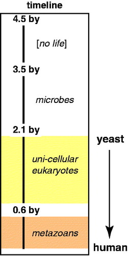 Figure 1. Evolutionary timeline. Note large intervals for evolution of microbial to eukaryotic life, and for single-celled eukaryotes to metazoans. (see colour version of this figure online at www.informahealthcare.com/bmgwww.informahealthcare.com/bmg).