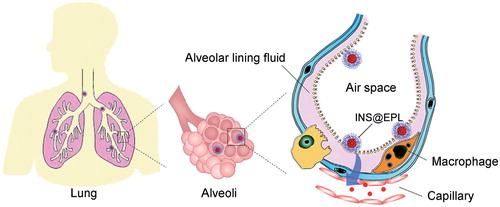 Figure 10. Schematic illustration of shell cross-linked polycationic peptide guided lung deposition and alveoli permeation of self-assembled insulin nanospheres. (Reprinted from Ref. [Citation106] Copyright 2014, with permission from Elsevier.)