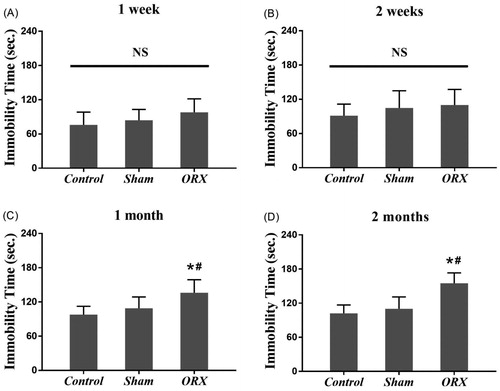 Figure 1. Behavioral changes in the TST in mice after bilateral ORX. (A and B) The immobility time of the ORX group was approximate with both control group and sham group in the TST at 1 week and 2 weeks after bilateral ORX. (C and D): The immobility time of the ORX group was longer than the other 2 groups in the TST 1 month and 2 months after the operation. *expresses p values < 0.05 as compared to control animals, #expresses p values < 0.05 as compared to sham animals. NS: no statistically significant (n = 8 animals in each group).