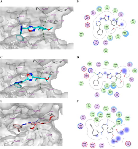 Figure 5. Docking representation models of compound 7k, 7l, and Erlotinib within the binding site of EGFR (H-bond: blue dashed lines, Pi–H; green dashed lines). (A) 3D-docked model of compound 7k (cyan) showing the protein surface (grey); (B) 2D-docked model of compound 7k; (C) 3D-docked model of compound 7l (cyan) showing the protein surface (grey); (D) 2D-docked model of compound 7l; (E) 3D-docked model of compound Erlotinib (pink) showing the protein surface (grey); (F) 2D-docked model of compound Erlotinib.