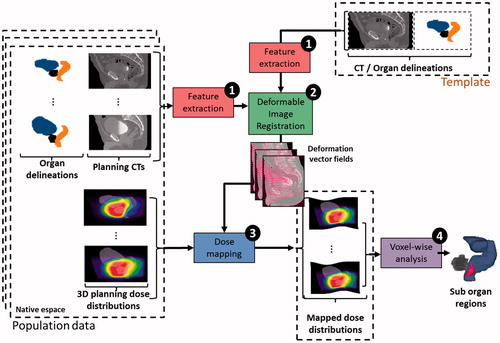 Figure 4. Workflow of voxel-based analysis using deformable image registration for patient toxicity prediction. Step 1: feature extraction is done on the population data and anatomical template (i.e., preprocessing); step 2: a DIR method is used to compute the inter-individual deformation vector fields (DVF). Step 3: the resulting DVFs are used to propagate the 3D planning dose distributions of the population on the anatomical template coordinate system; step 4: a local statistical analysis of dose–effect relationship is performed.