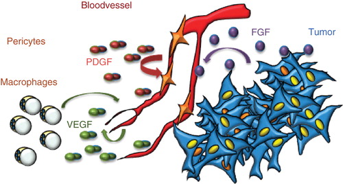 Figure 1. Production of VEGF, FGF, and PDGF in the tumor microenvironment. VEGF is produced by most cells in the tumor microenvironment, including endothelial cells and macrophages. It exerts its effects on endothelial cells; occasionally, tumor cells may express VEGF receptors and respond to VEGF. PDGF is produced by endothelial cells and serves to attract pericytes to embed the newly formed vessel; however, in the tumor, pericytes as a rule fail to wrap tightly around the endothelial cells. FGF is produced by tumors cells and may act directly on tumor vessels but not on endothelial cells in healthy tissues.