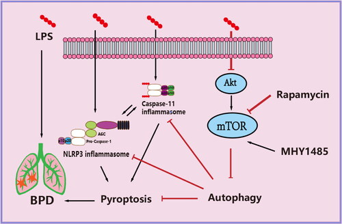 Figure 7. Schematic of the mechanism by which rapamycin attenuates pyroptosis induced by LPS in bronchopulmonary dysplasia rats. mTOR phosphorylation is inhibited and autophagy promoted.
