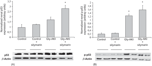 FIGURE 6. Renal expression of the p53 protein (Western blot) 6 h after glycerol injection. (A) There was strong expression of total p53 in all groups and it was significantly exacerbated in Gly-AKI rats treated with silymarin. (B) Phosphorylated p53 (p-p53) expression was very weak in controls and significantly enhanced in Gly-AKI rats. Each band corresponds to a distinct rat and 2 bands/group are shown that are representative of 2–4 rats/group. Densitometry analysis was normalized by β-actin hybridization.
