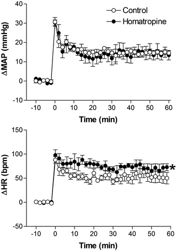 Figure 3. Mean arterial pressure (ΔMAP) and heart rate (ΔHR) changes with time during restraint in the vehicle-treated control group (1 mL/kg, i.v., n = 6), and homatropine-treated group (0.2 mg/kg, i.v., n = 5). Drugs were injected at t = −10 min. The onset of restraint is at t = 0. *Significantly different from control. p < 0.05; two-way ANOVA.