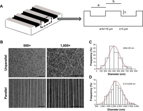 Figure 1 Characterization of nanoscaled and microscaled parallel topography. (A) The design of parallel microgrooved silicone membrane with groove width of 10 µm and groove depth of 3 µm. (B) SEM image of GT/PCL nanofibers showed unparallel and parallel patterns of electrospun nanofibers (500× and 1,000×, bar =100 µm). (C) The diameter distribution of unparallel nanofibers. (D) The diameter distribution of parallel nanofibers.Abbreviations: GT, gelatin; PCL, poly(ε-caprolactone); SEM, scanning electron microscope.