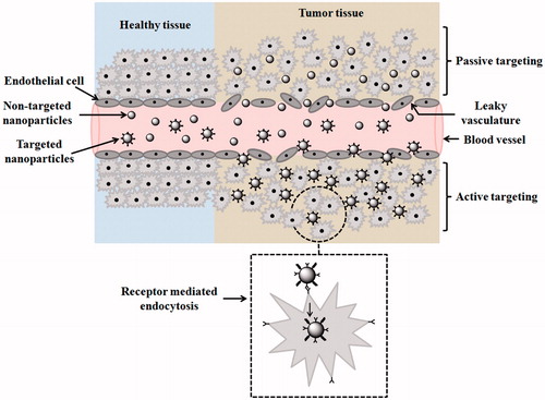 Figure 2. Drug targeting mode of active and passive therapy to cancer cells. In healthy tissues, cells are well-organized, endothelial cells showing no leaky vasculature, whereas in the tumour, tissues cells are disorganized endothelial cells showing leaky vasculature through which nanocarriers squeezes out. Non-targeted NPs or passively targeted NPs show enhance permeation and retention (EPR) effect (not shown in the diagram) and targeted NPs across tumor tissues show receptor mediated endocytosis.