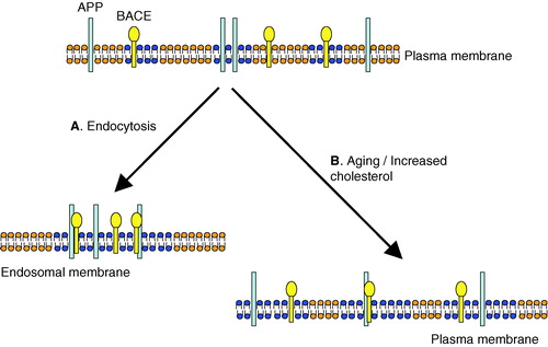 Figure 3.  Schematic diagram showing how APP and BACE could interact through raft clustering or through an increase in the number or size of rafts present. Under normal conditions some APP (light blue: online) and BACE (yellow: online) molecules are present in cholesterol-rich lipid rafts (depicted in blue: online) while some are in the phospholipid domains (orange: online). Due to the small size of the rafts, individual APP and BACE molecules are rarely present in the same raft. (A) Following endocytosis, rafts cluster together bringing APP and BACE molecules into contact, as proposed by Ehehalt et al. ([Citation2003]). (B) During aging, or if cholesterol levels are high, the proportion of the membrane forming raft domains may be increased. This would increase the likelihood of APP and BACE being present in the same raft, and allow them to interact to a greater extent. This Figure is reproduced in colour in Molecular Membrane Biology online.