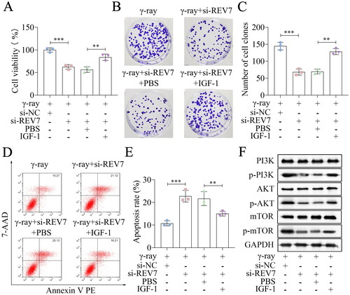 Figure 6. REV7 affects the radiosensitivity via the PI3K/AKT/mTOR pathway. (A) Cell viability of si-REV7 transfected cells treated with IGF-1. (B,C) Cell survival was measured after transfection and IGF-1 treatment. (D,E) Cell apoptosis of transfected cells after IGF-1 treatment. (F) the protein levels of PI3K, p-PI3K, AKT, p-AKT, mTOR, and p-mTOR. n = 3 in all experiments. The comparisons were analyzed using one-way ANOVA. ***p < 0.001. **p < 0.01.