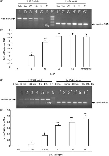 Figure 2. Act1 mRNA levels are induced by different concentrations and different incubation times of IL-17 in SW982 cells. (A) Gel image of RT-PCR product for Act1 mRNA 4 h after stimulation by IL-17. Lines 1–6: Act1 mRNA in 100, 50, 20, 10, 5, 0 ng/ml IL-17; lines 1′–6′: the corresponding β-actin mRNA. (B) The quantitive analysis for Act1 mRNA in SW982 cells. The Act1 mRNA level was increased with the elevated concentration of IL-17. The data are expressed as mean ± SEM (n = 9 per group). **p < 0.01, ***p < 0.001, compared with 0 ng/ml IL-17. (C) Gel image of RT-PCR product for Act1 mRNA after stimulation by 20 ng/ml IL-17. Lines 1–6: Act1 mRNA in 0 min, 15 min, 30 min, 1 h, 2 h, 4 h after induction by IL-17; lines 1′–6′-: the corresponding β-actin mRNA. (D) The quantitative analysis for Act1 mRNA in SW982 cells. The Act1 mRNA level was increased with the stimulation time of IL-17. The data are expressed as mean ± SEM (n = 9 per group). *p < 0.05, **p < 0.01, ***p < 0.001, compared with IL-17 at 0 min.