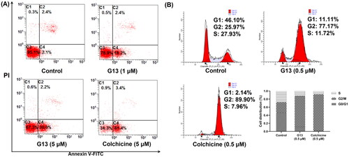 Figure 8. Induction of apoptosis and cell-cycle arrest by G13 in MDA-MB-231 cells. (A) MDA-MB-231 cells were treated with 0.1% DMSO (control group), G13 (1 μM or 5 μM) or colchicine (5 μM) for 24 h, stained with annexin V-FITC/PI apoptosis detection kit and analysed by flow cytometry. (B) Cell cycle analysis after treatment with 0.1% DMSO (control group), G13 (0.5 μM) or colchicine (0.5 μM) for 24 h. The data are representative of two independent experiments.
