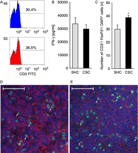 Figure 6.  Effects of chronic psychosocial stress on the percentage of CD3+ mesLNC, the in vitro IFN-γ secretion from isolated mesLNC, and the number of CD3+/FoxP3+ mesLNC. Both SHC (n = 9) and CSC housing (n = 7) mice were killed on day 186 following three cycles of DSS administration. After killing, mesLNC were either double-stained for CD3+ (red)/FoxP3+ (green) using immunofluorescence (C; SHC, D; CSC, E; white arrows indicate five representative double-positive cells in each slice) or mesLNC were isolated and pooled (three pools per treatment group containing 2–3 mice each) for assessment of anti-CD3-induced IFN-γ secretion (B). Remaining cells of all three pools were again pooled and surface stained with FITC-conjugated rat IgG2a anti-CD3 and respective isotype control (rat IgG2a) antibodies to quantify the percentage of CD3+ cells within all gated cells (A; no statistical analysis was done as all mice per group were pooled) using flow cytometry. IFN-γ data represent mean+SEM of three pools (2–4 mice per pool; Mann–Whitney U test) per treatment group. Numbers of CD3+/FoxP3+ mesLNC represent mean+SEM of individual mice (*p < 0.05; two-tailed Student's t-test). Scale bars represent 50 μm (SHC, D; CSC, E).