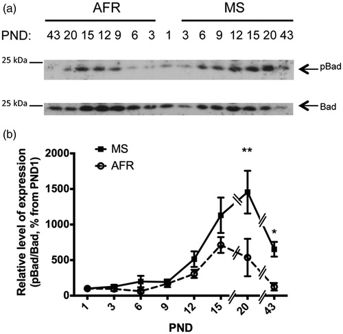 Figure 6. Effect of MS on the expression of anti-apoptotic inactive (phosphorylated) Bad kinase in early postnatal and young adult rat hypothalamus. Time course of expression of inactivated Bad (phosphorylated Bad at Ser112, pBad) levels in animal facility reared (AFR) and maternally separated (MS) rats. PND: postnatal day. (a) Representative Western blots illustrating immunoreactivity for pBad and Bad from dissected hypothalamus. (b) Densitometric analysis of pBad immunoblots. Each age point indicates the ratio of the inactive protein to the total protein expressed as the relative level of expression, estimated as a percentage from PND 1. Data are mean ± SEM. Open circles correspond to AFR and black boxes to MS rats. Statistical analyses by factorial ANOVA was used to determine the effects of MS treatment, age and treatment × age on protein levels (Table 1): *p < 0.05 and **p < 0.01 versus AFR group (n = 6 rats per group per day).