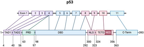 Figure 1. Gene and domain organization of p53. TP53 gene and corresponding full-length protein (corresponds to human p53 major isoform α) is comprised of several functional domains. TAD1, transactivation domain 1; TAD2, transactivation domain 2; PRD, proline rich domain; DBD, DNA binding domain; NLS, nuclear localization signal; TETD, tetramerization domain; NES, nuclear export signal.