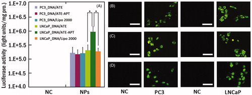 Figure 3. (A) Luciferase activity analysis (n = 4, error bars represent the standard deviation) and (B–D) fluorescence microscopy images (scale bar 50 µm) after transfection of pGL-3/ATE (B), pEGFP/ATE–APT (C) or pEGFP/Lipo 2000 (D) against PC3 and LNCaP cells, respectively. *p < 0.05. APT, aptamer; ATE, atelocollagen; NC, negative control; NPs, nanoparticles; and Lipo 2000, Lipofectamine 2000.