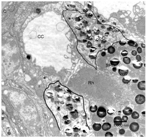 Figure 5 Transmission electron micrograph of the longitudinal section through cornea (C) and cone (CC).