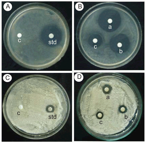 Figure 1.  Photographic comparison of compound 1h with standard for antibacterial activity in Staphylococcus aureus and antifungal activity in Penicillium.A & B - Streptomycin (Standard) and Compound 1h for Staphylococcus aureusC & D - Nystatin (Standard) and Compound 1h for PenicilliumA & C - c- control disc with DMSO, std- standard (Streptomycin-10mcg & Nystatin-100units)B & D - a-1mcg, b-0.5mcg and c-0.25mcg