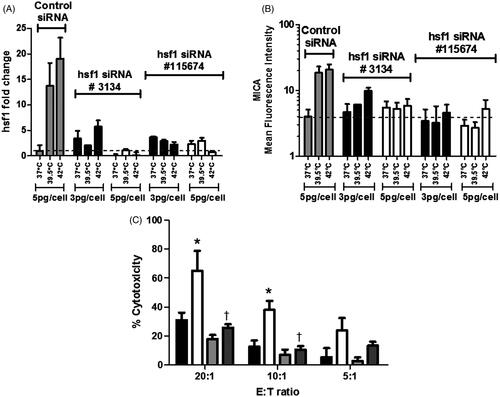 Figure 2. Silencing of (mRNA) HSF1 in tumour cells results in decreased MICA expression and impaired thermally enhanced cytotoxicity by human NK cells. Colo205 cells were transfected with two different siRNA constructs against HSF1 (3134 and 115674) at two different concentrations 3 pg/cell (▪) and 5 pg/cell (□), or with control siRNA at 5 pg/cell Display full size. Cells were either treated with hyperthermia (39.5 °C) for 6 h, heat-shock (42 °C) for 1 h or kept at normothermic temperatures. (A) The (mRNA) HSF1 message level was detected with quantitative real-time PCR, 48 h after transfection. The results were normalised to 18 S rRNA expression. (B) The MICA expression on the surface of transfected cells was analysed by flow cytometry. Dotted line indicates control levels of (mRNA) HSF1 message or MICA surface levels at normothermic temperatures. (C) Thermally enhanced cytotoxicity of human NK cell was reduced when (mRNA) HSF1-silenced Colo205 cells were used as targets in vitro. Target cells were treated with control siRNA (▪ and □) or (mRNA) HSF1 siRNA Display full size and ▪) at hyperthermic (39.5 °C, 6 h) (□ and ▪), or normothermic control temperatures (37 °C) (▪ and Display full size. The data were representative of three donors for cytotoxicity assays (n = 3). *p ≤ 0.05 compared to the corresponding normothermic group. †p ≤ 0.05 compared to the corresponding control siRNA using unpaired t-test with Welch’s correction.