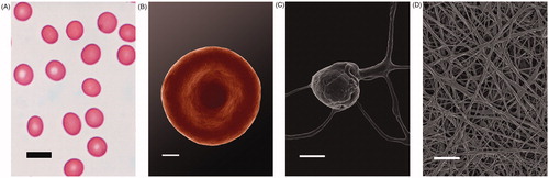 Figure 1. Light microscopy of a healthy individual’s whole blood smear (scale = 10) (A); SEM micrograph of a typical discoid RBC (scale = 1 μm) (B); Typical bulbous platelet with some pseudopodia (scale = 1 μm) (C); Fibrin network (scale = 1 μm) (D).