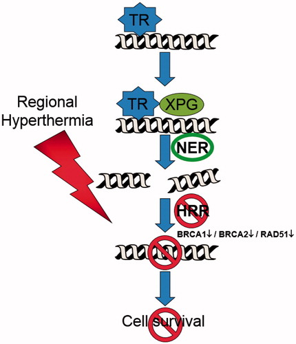 Figure 4. Regional hyperthermia targeting the homologous recombination repair (HRR) pathway. In combination with trabectedin, the formation of the DNA–trabectedin–XPG complex triggers a cascade of events, which ultimately lead to the generation of DSBs. The HRR pathway is inhibited over a sustained period of time after the application of regional hyperthermia due to an immediate degradation of BRCA2 and – later on – of BRCA1 resulting in an increase in unresolved DSBs and cell death.