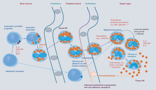 Figure 1. Development of eosinophils and reactive hypereosinophilia.Eosinophils originate from multipotent and lineage-restricted hematopoietic progenitor cells. Eosinophil progenitors reside in the bone marrow but are also detectable in the peripheral blood. Eosinophil development is regulated by eosinophilopoietic cytokines (IL-3, GM-CSF and IL-5) and takes place primarily in the bone marrow. Cytokine-induced HE in the peripheral blood is often accompanied by tissue HE. Activation of eosinophils and activation of endothelial cells contribute to endothelial transmigration and infiltration of inflamed tissues. Eosinophil adhesion to endothelium and transmigration are mediated by certain homing receptors. Migration and accumulation of eosinophils in (inflamed) tissues are mediated by chemotactic peptides (chemokines), cytokines and other mediators. Eosinophil accumulation is also triggered by delayed eosinophil apoptosis, another cytokine-mediated phenomenon, in local tissue sites. Activation of eosinophils leads to degranulation and mediator secretion in tissues, with consequent organ damage, which may be accompanied by fibrosis and/or thrombosis and by deposition of eosinophil granule proteins. HE: Hypereosinophilia; GM-CSF: Granulocyte/macrophage colony-stimulating factor; IL: Interleukin; PAF: Platelet-activating factor; SCF: Stem cell factor.