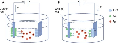 Figure 1 Schematic diagram of AgO-deposited TiNT formation.Notes: (A) Anodization process is shown. Ag ions moved toward carbon cathode, which was negatively biased with respect to Ti. Ag atoms were deposited on the cathode while TiNT were formed on Ti foil which was positively biased. (B) Ag electroplating process is shown. The polarity was reversed and Ag+ ions moved toward negatively biased Ti with respect to carbon cathode. Ag atoms deposited on the TiNT layer on Ti.Abbreviation: TiNT, TiO2 nanotubes.