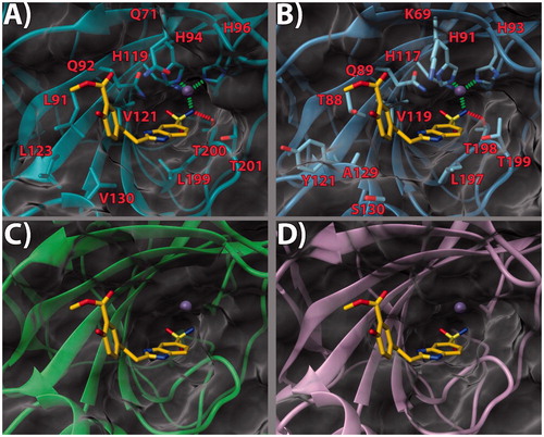 Figure 4. (a) 17/hCA IX (PDB 5FL4) theoretical complex as calculated by docking simulations. The protein is shown as cyan ribbons and sticks while the ligand as yellow sticks. Critical residues are labeled. H-bonds are depicted as red dashed lines while coordination bonds as green dashed lines. (b) 17 hCA IX theoretical binding pose within the hCA XII (PDB 5MSA) X-ray structure. The protein is shown as light blue ribbons and sticks while the ligand as yellow sticks. Critical residues are labeled. H-bonds are depicted as red dashed lines while coordination bonds as green dashed lines. (c) 17 hCA IX theoretical binding pose within the hCA I (PDB 6F3B) X-ray structure. The protein is shown as green ribbons and its molecular surface as transparent gray. The ligand is shown as yellow sticks. (d) 17 hCA IX docked binding pose within the hCA II (PDB 3K34) structure. The protein is shown as pink ribbons and its molecular surface in transparent gray. The ligand is depicted as yellow sticks. The images were rendered using the UCSF Chimera softwareCitation30.