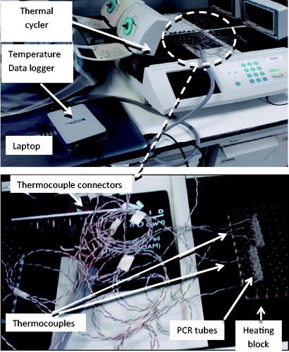 Figure 1. ‘Slow’ hyperthermic thermal exposure of cells achieved using a PCR thermal cycler. 60 μL of cells in a medium in plastic walled PCR tubes were placed in individual wells with the heating block. Thermocouples connected to a data logger were used to record temperature with one thermocouple per tube. The thermal dose was delivered using the range of heating cycles detailed in Table 2.