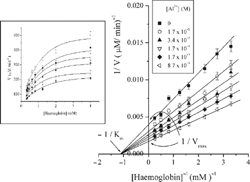 Figure 2.  Lineweaver-Burk plot of a series of kinetics measurements in a presence of different Al3 + ions concentrations at pH2; (inset) Hyperbolic plots (sigmoid fit) representing initial pepsin velocity versus haemoglobin concentration in the absence and presence of different Al3 + ions concentrations at pH2.